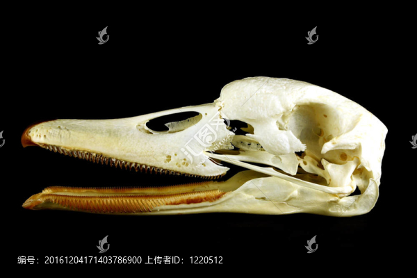 Skull（Cygnus,olor）