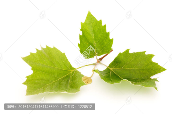 藥材