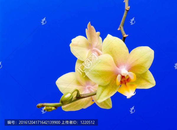 藍(lán)色背景的黃色蘭花