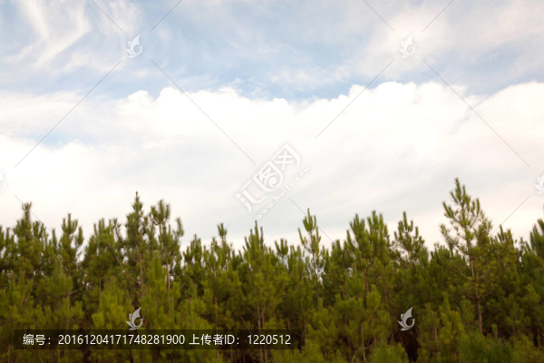 松樹(shù)圖案