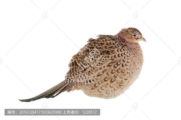 野雞