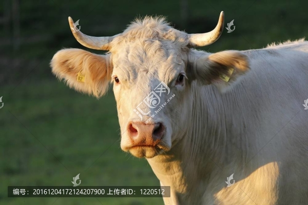 牛