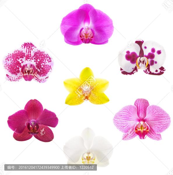 蘭花