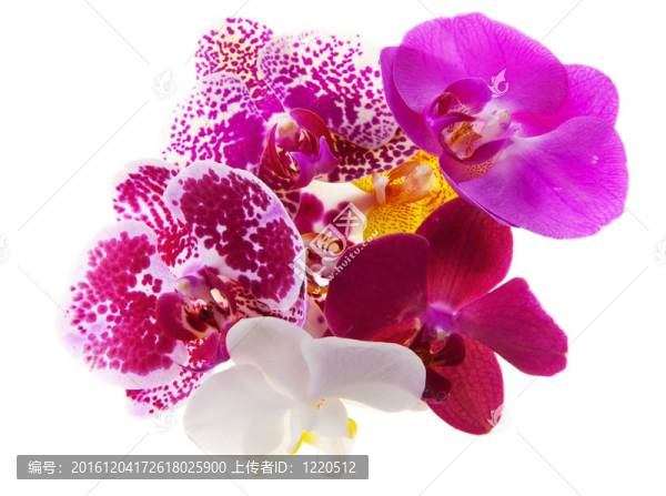 蘭花