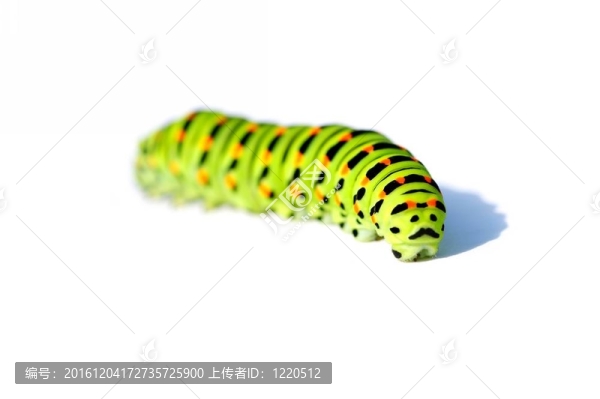 綠色卡特彼勒