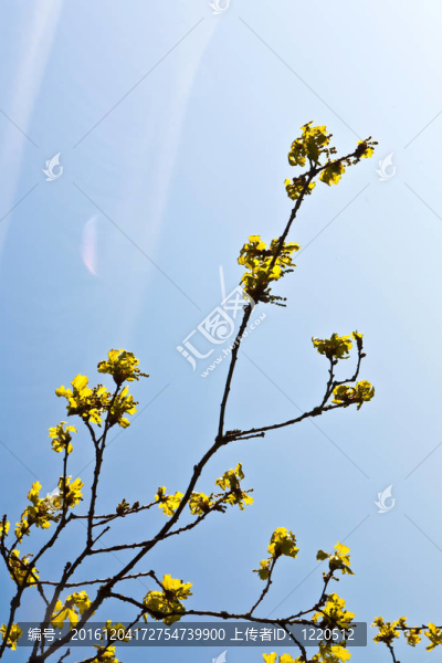 森林中有藍(lán)天的盛開(kāi)的樹(shù)