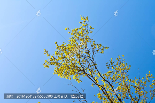 森林中有藍(lán)天的盛開的樹
