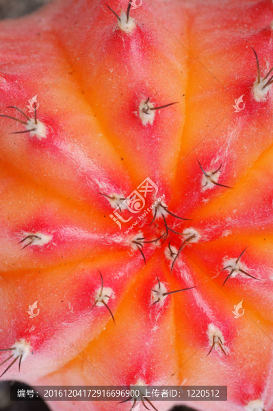 仙人掌-匯圖網(wǎng) www.fosd68.com 仙人掌