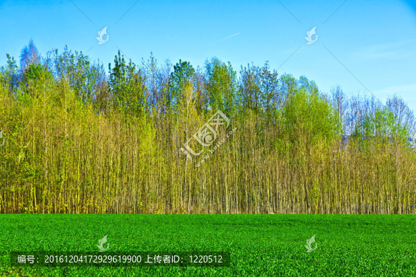 森林中有藍(lán)天的盛開(kāi)的樹(shù)