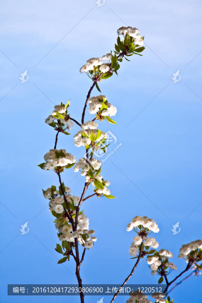 春季收花枝