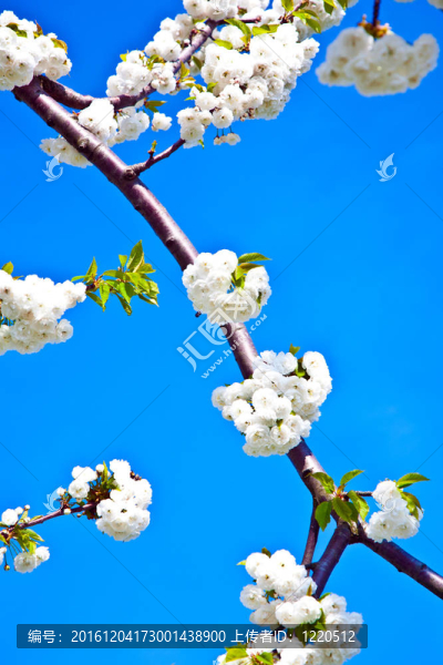 春季收花枝