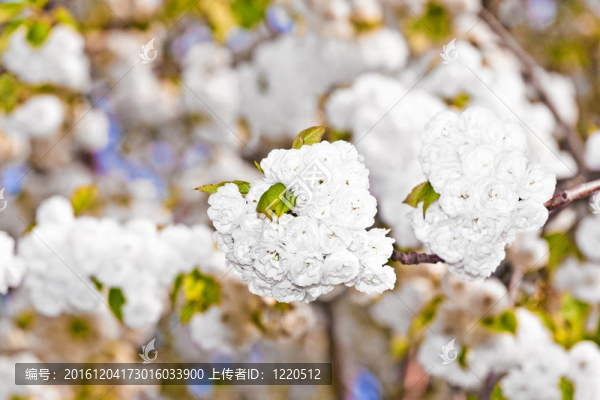 春季收花枝