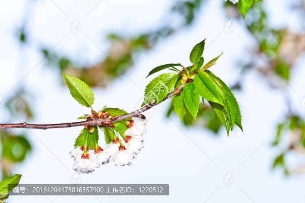 春季收花枝