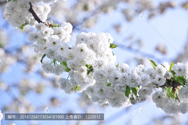 春季收花枝