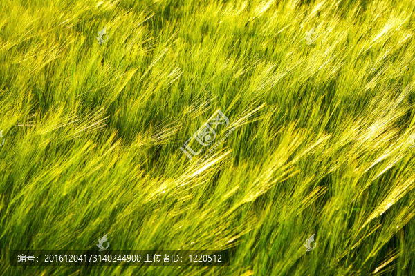 田間玉米綠型
