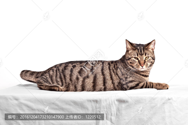 可愛的貓孤立在白色