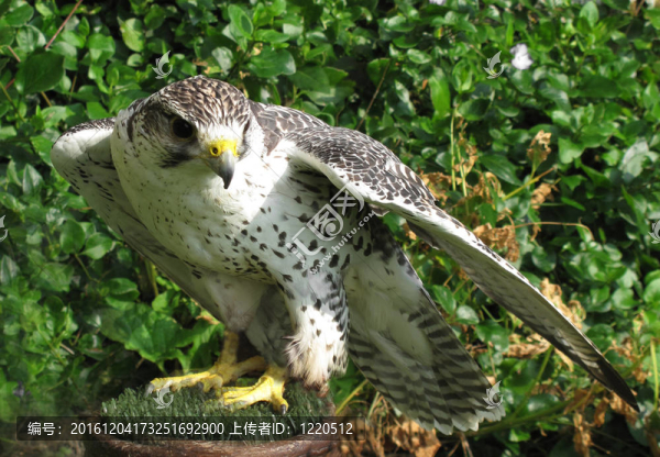猛禽矛隼的鳥