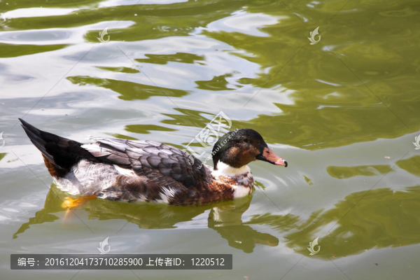 鴨