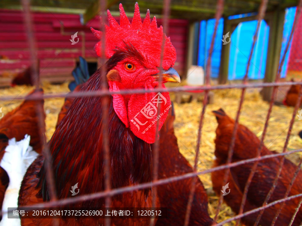 農(nóng)場上的紅公雞