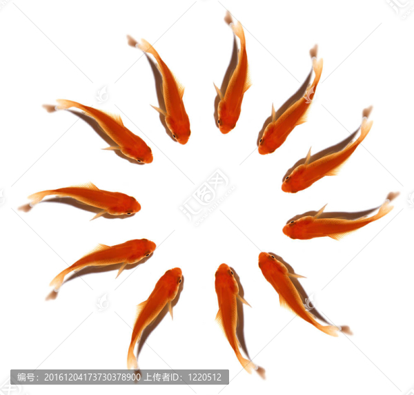 金色的魚群
