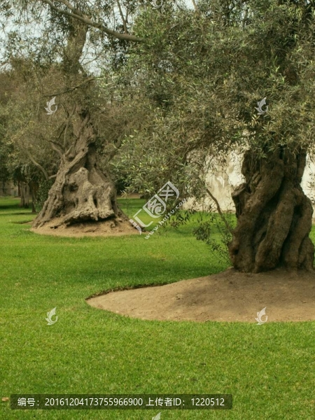 橄欖樹公園