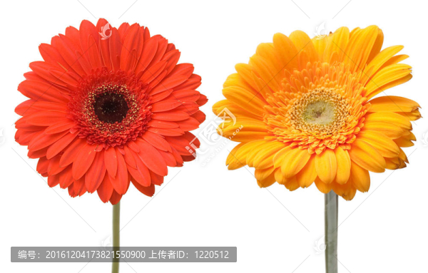 兩雛菊