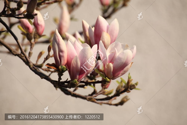 木蘭花