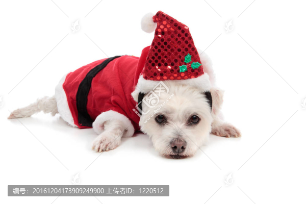 圣誕老人小白狗