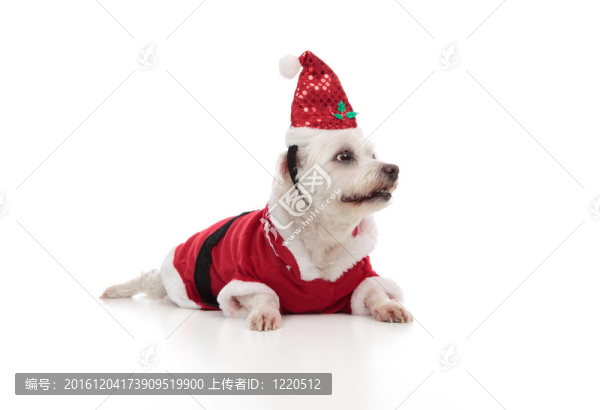 圣誕圣誕狗側(cè)身看