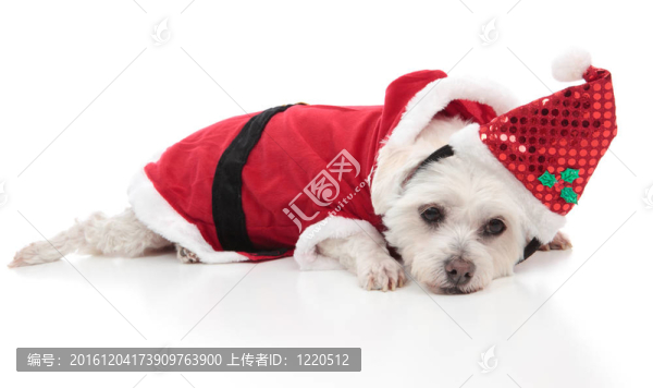 馬爾濟(jì)斯犬穿著圣誕老人的服裝