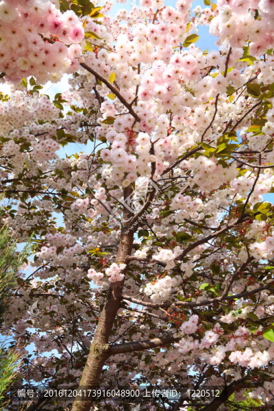 櫻花