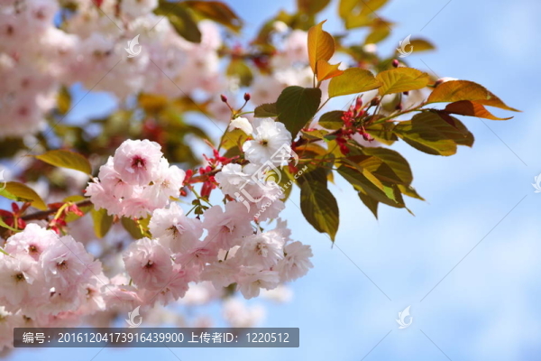 藍天櫻花