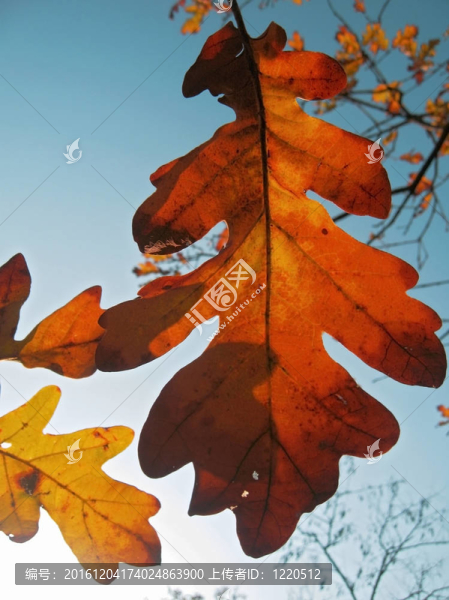 樹枝上的紅橡樹葉子