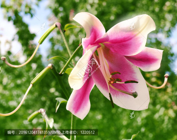 花