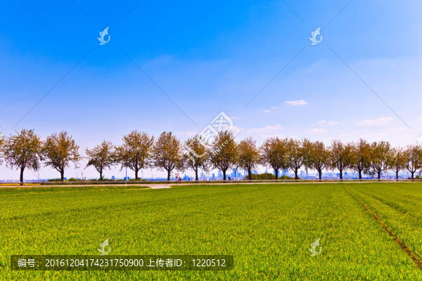 鄉(xiāng)村田園中的春天