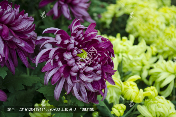 菊花展