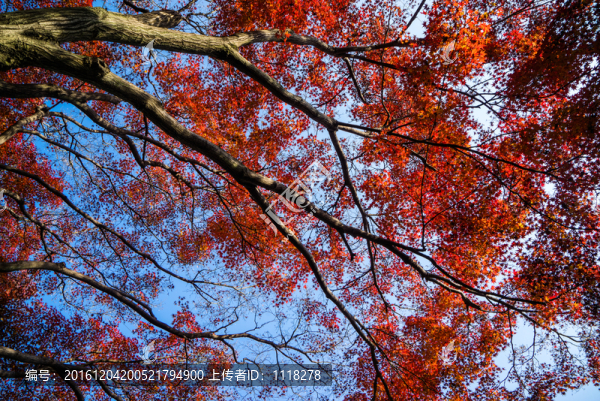 紅葉