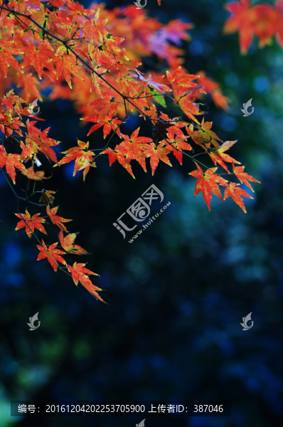 楓葉