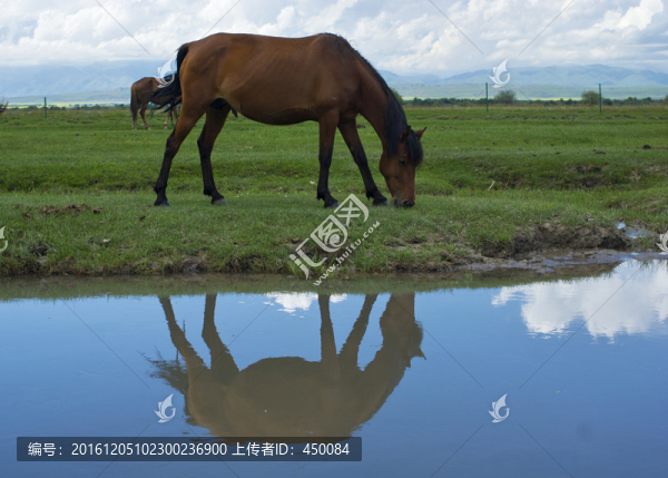 牧場馬匹
