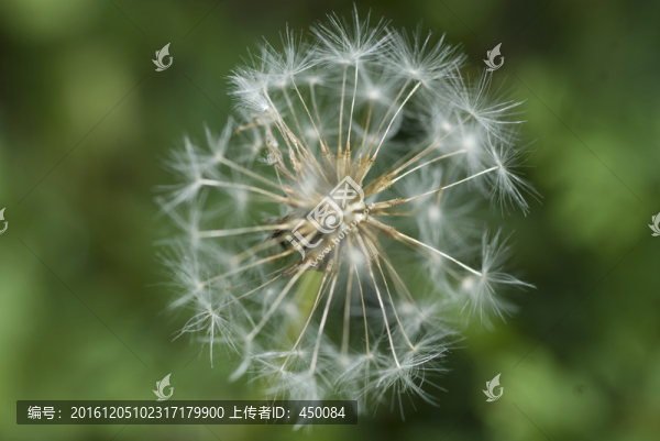 蒲公英