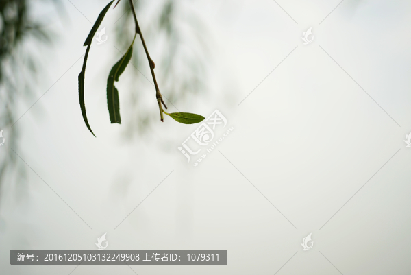 柳葉