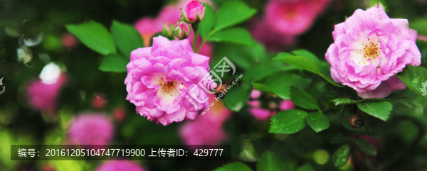 薔薇花,,,紅花綠葉背景