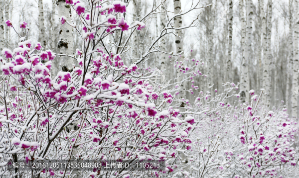 杜鵑花