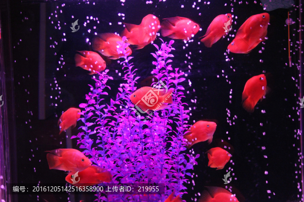 水族館,紅鸚鵡