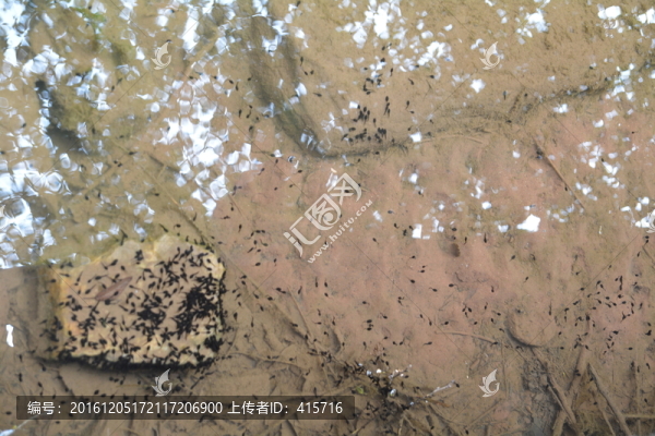 蝌蚪群