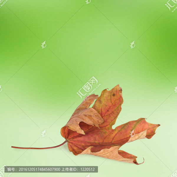 明亮的秋天的葉子與背景虛化的背景