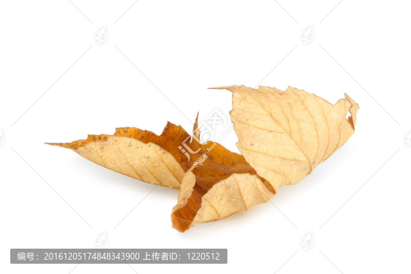 白色背景下干燥的秋葉