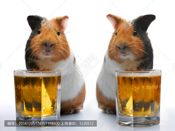 豚鼠和啤酒