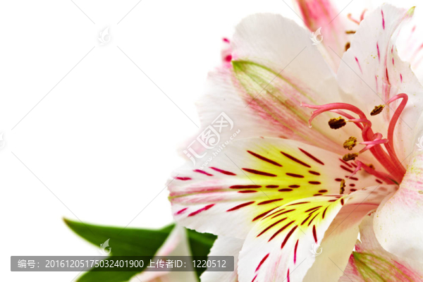 蘭花