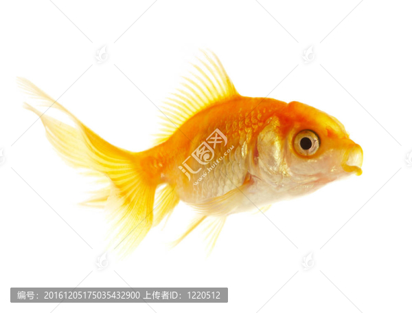 黃金小魚